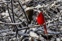 298 - CARDINAL IN THE SNOW - MANDRA RAY - united states <div